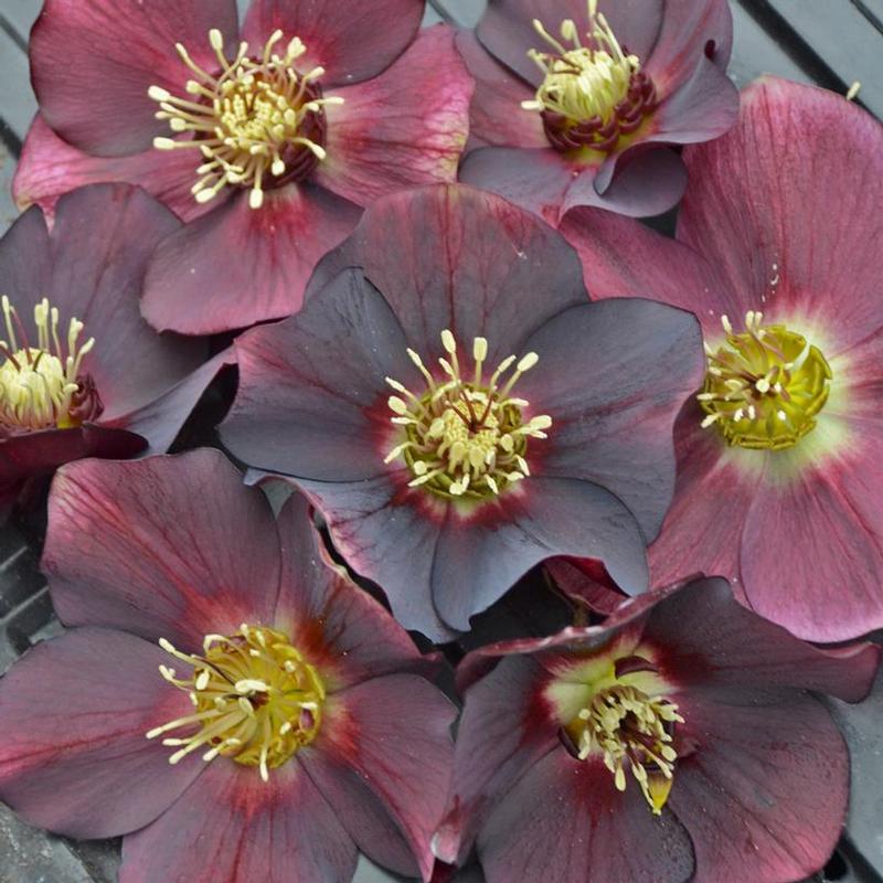 Helleborus Honeymoon® Rome in Red