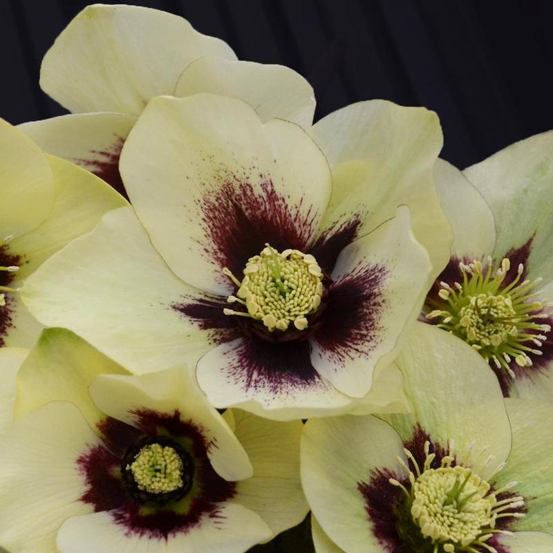 Helleborus Honeymoon® Spanish Flare