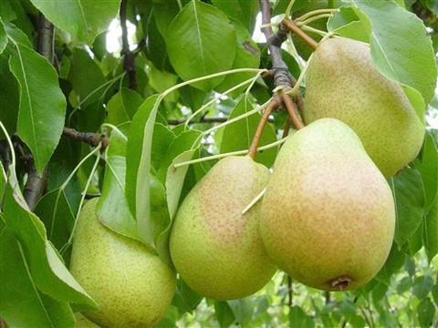 Pear Luscious