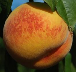 Peach Veteran