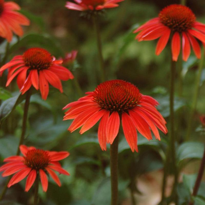 Echinacea x Big Sky™ Evan Saul