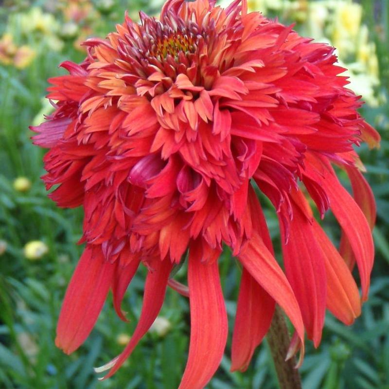 Echinacea x Cone-fections™ Hot Papaya