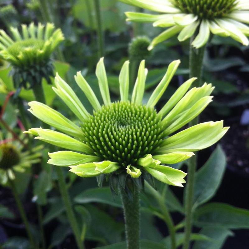 Echinacea purpurea Green Jewel