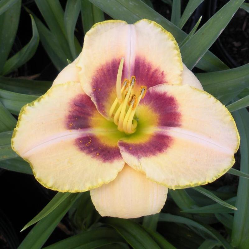 Hemerocallis Custard Candy