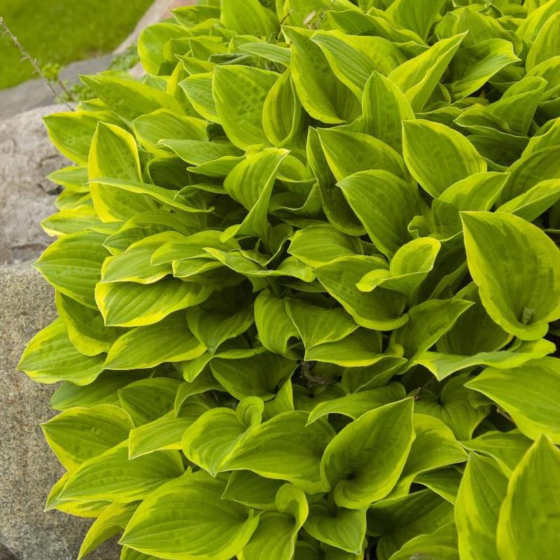 Hosta Golden Tiara