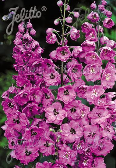 Delphinium elatum New Millennium™ Pink Punch