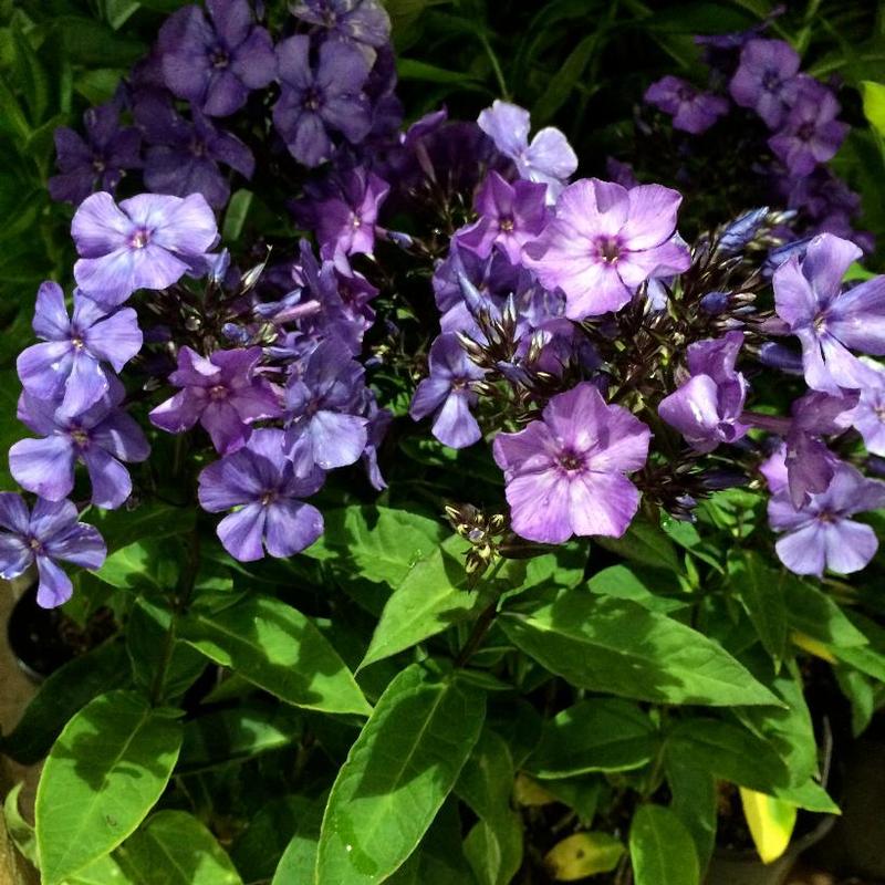 Phlox paniculata Blue Paradise