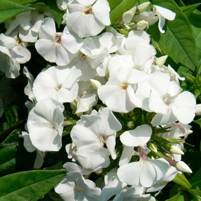 Phlox paniculata David