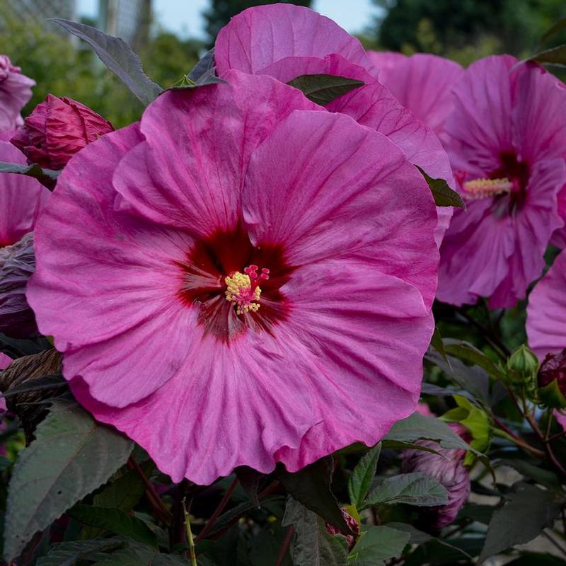 Hibiscus x Summerific® Summerific® Berry Awesome