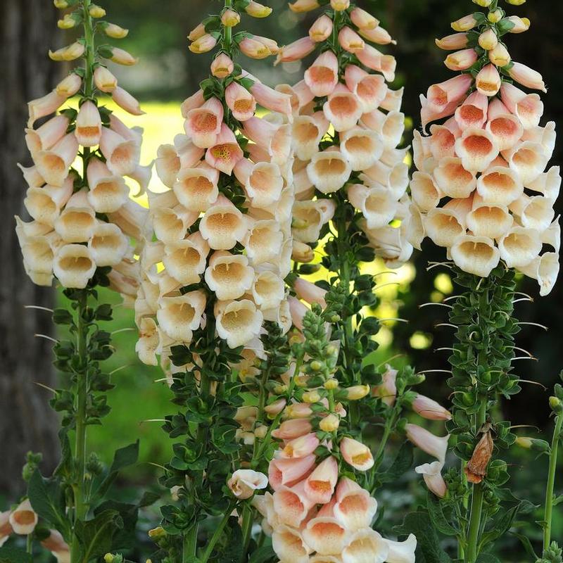 Digitalis purpurea Dalmatian Dalmatian Peach