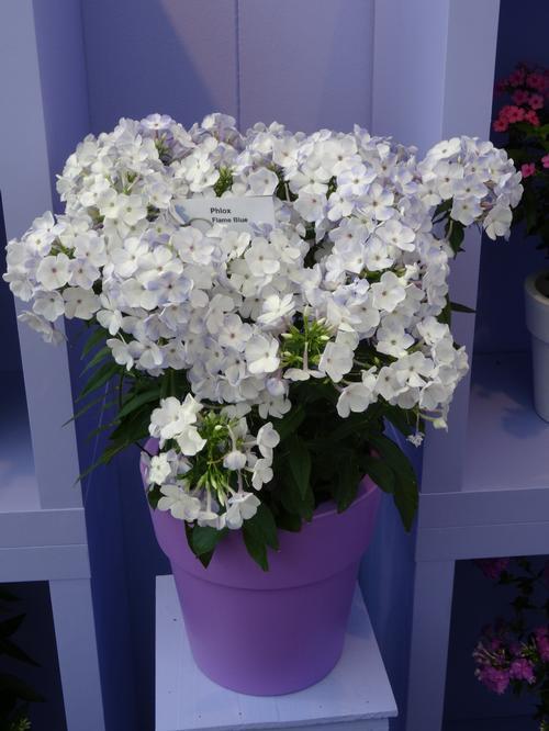 Phlox paniculata Flame™ Blue Flame™