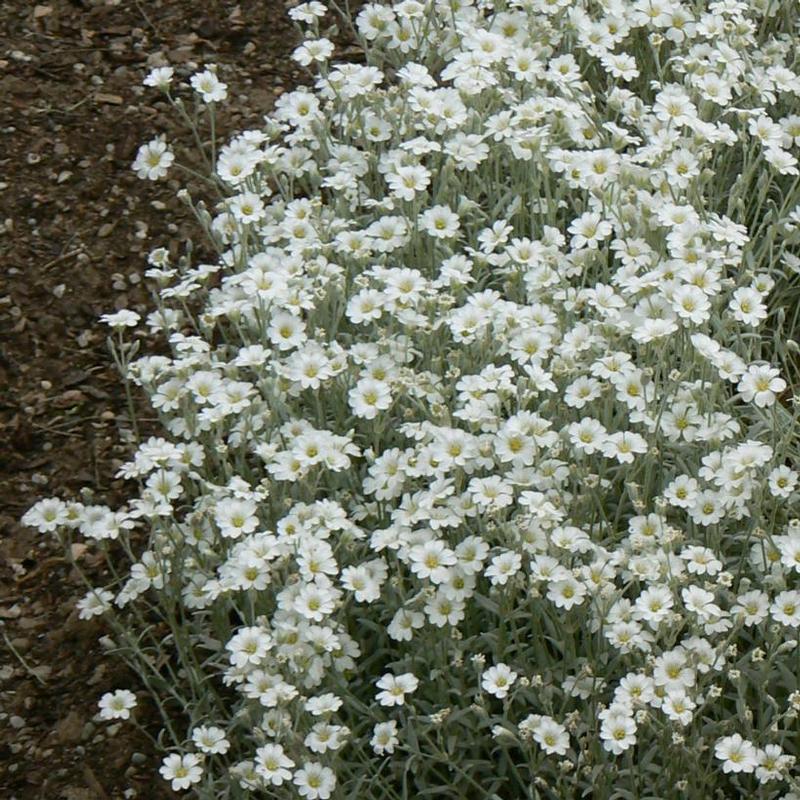 Cerastium tomentosum 