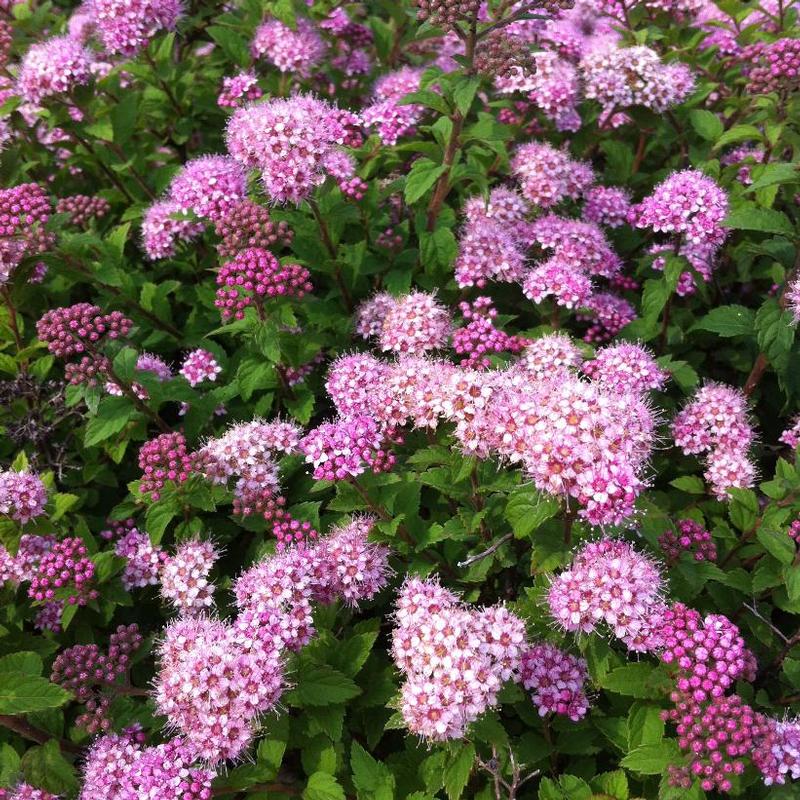 Spiraea japonica Nana