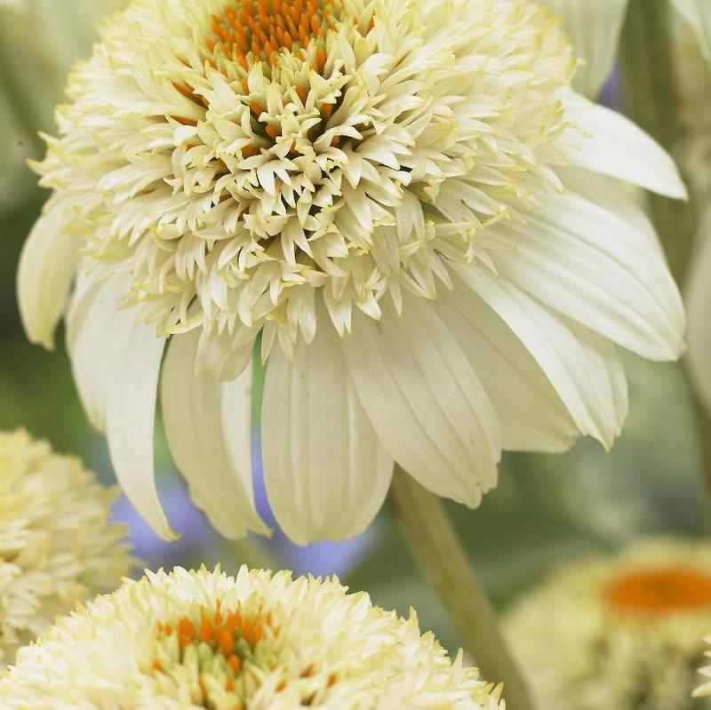 Echinacea purpurea Cone-Fections™ Milkshake