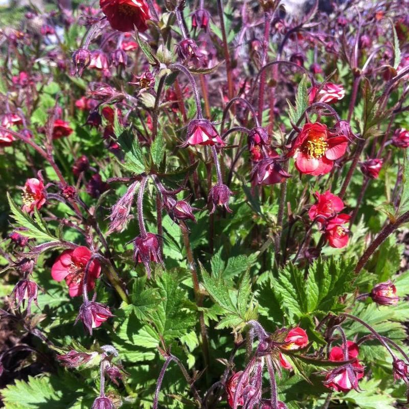 Geum rivale Flames of Passion