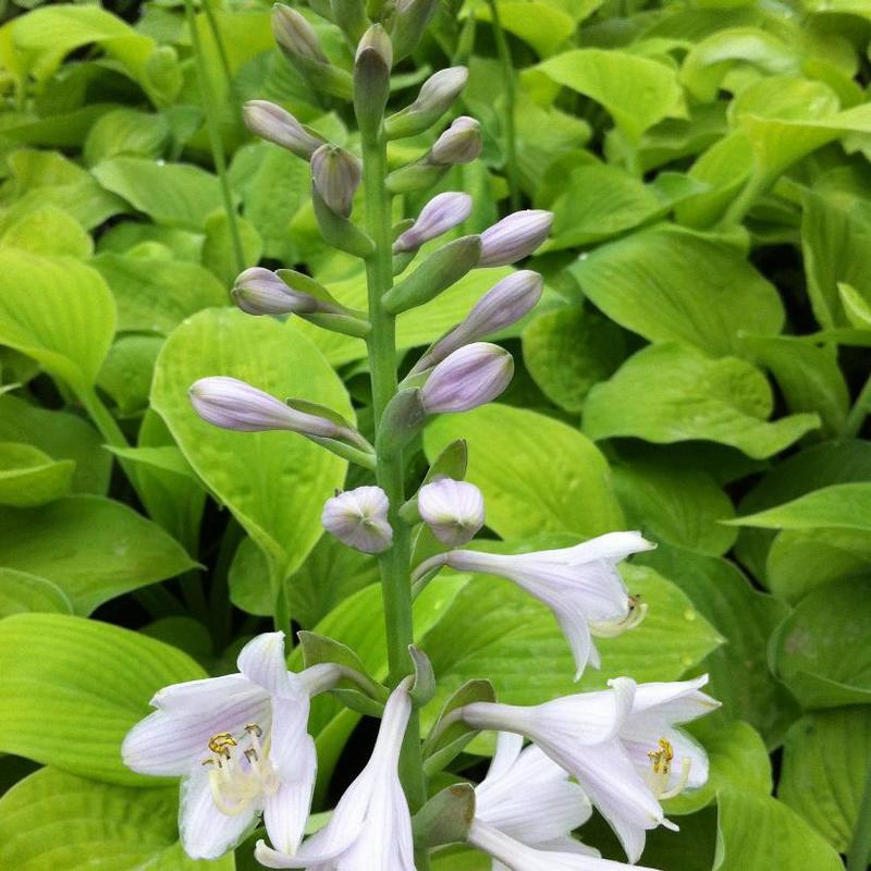 Hosta August Moon