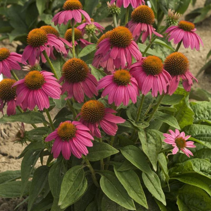 Echinacea purpurea Pow Wow® Pas702917