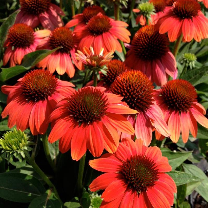 Echinacea x Sombrero® Balsomcor