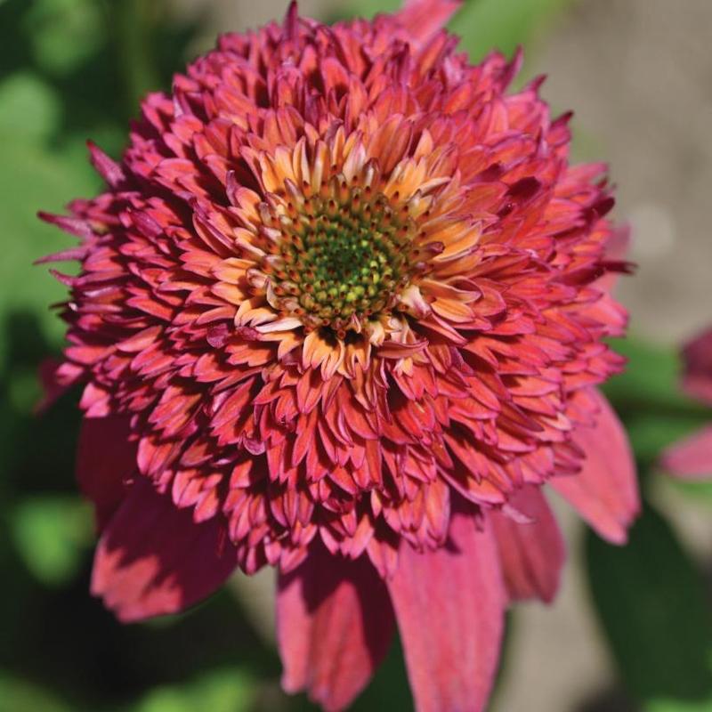 Echinacea x Double Scoop™ Balscblum