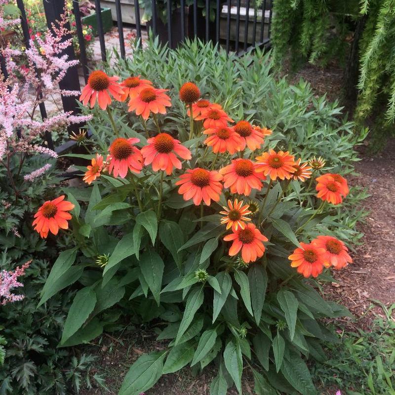 Echinacea x Sombrero® Balsomenco