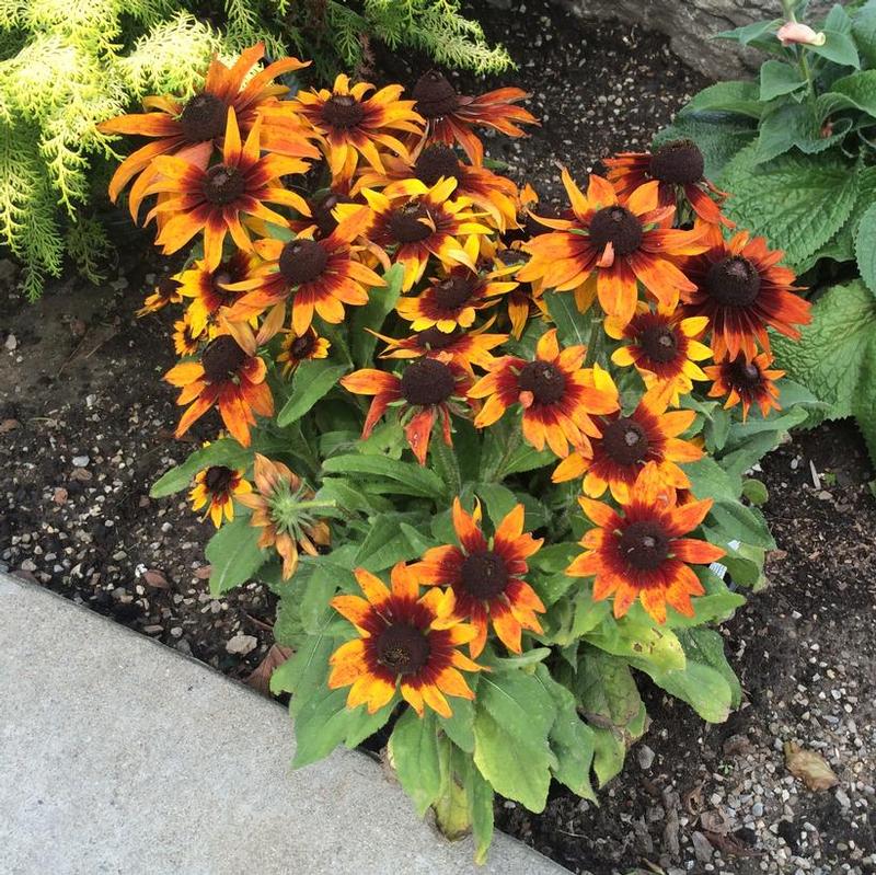 Rudbeckia hirta Autumn Colours