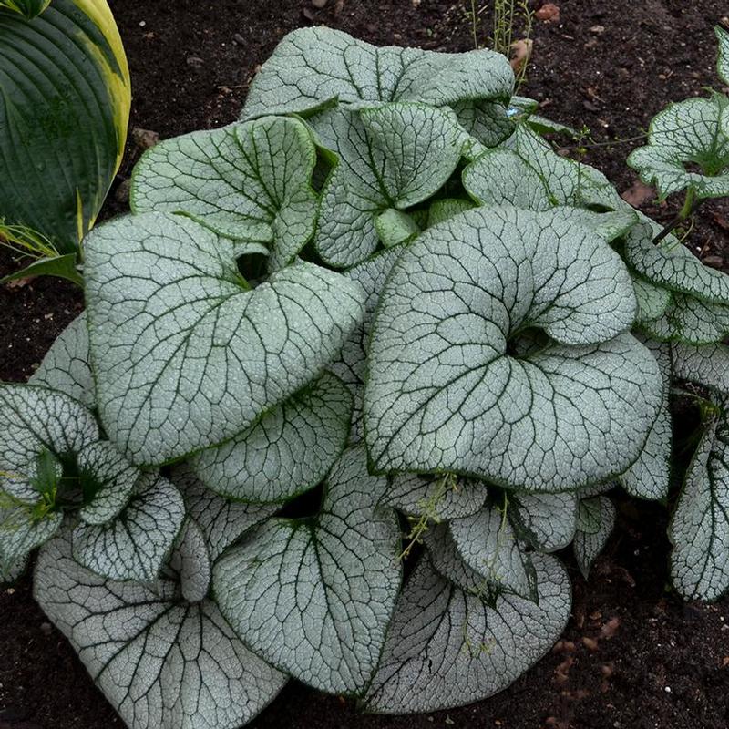 Brunnera macrophylla Sterling Silver