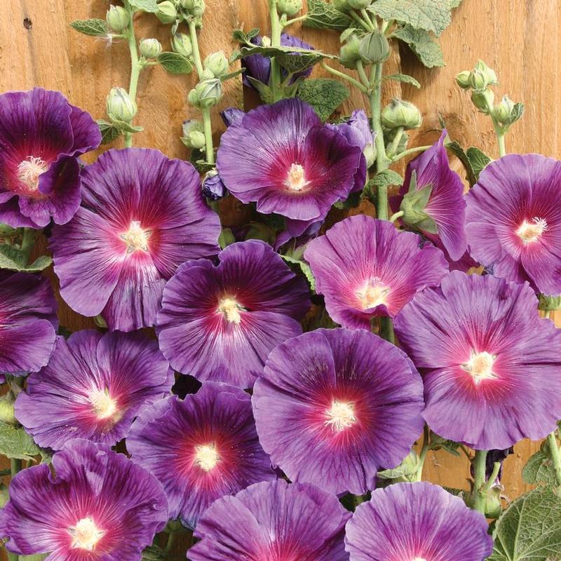 Alcea rosea Halo Series Lavender