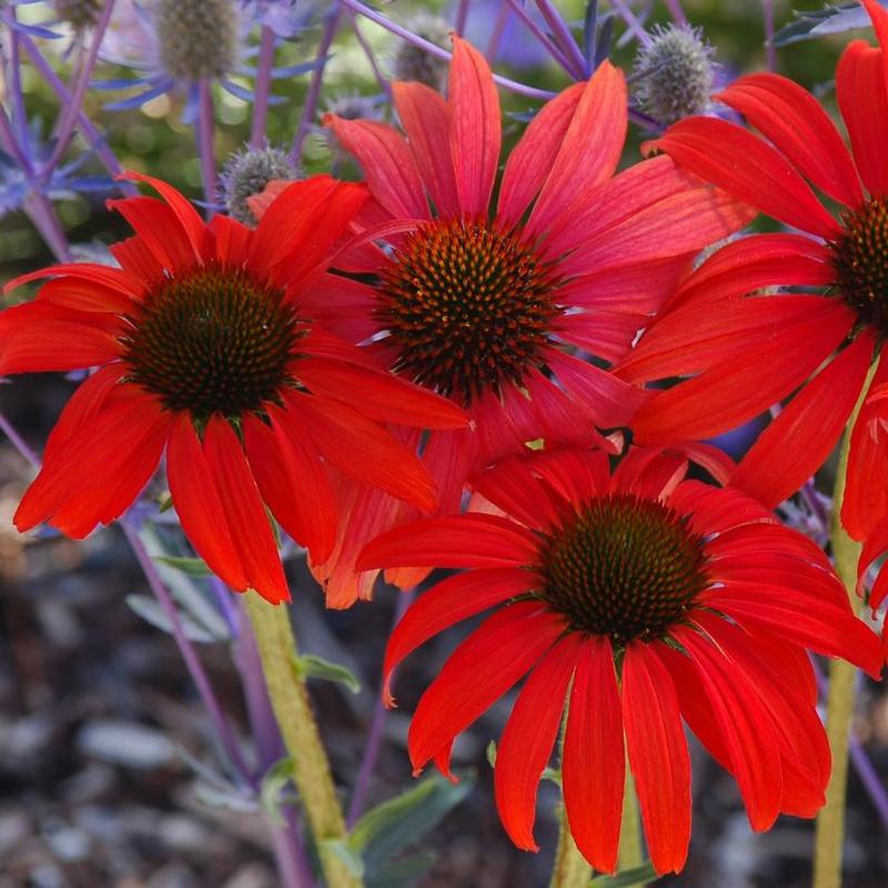 Echinacea x Prairie Stars™ Tomato Soup