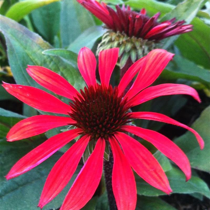 Echinacea x Big Sky™ Solar Flare