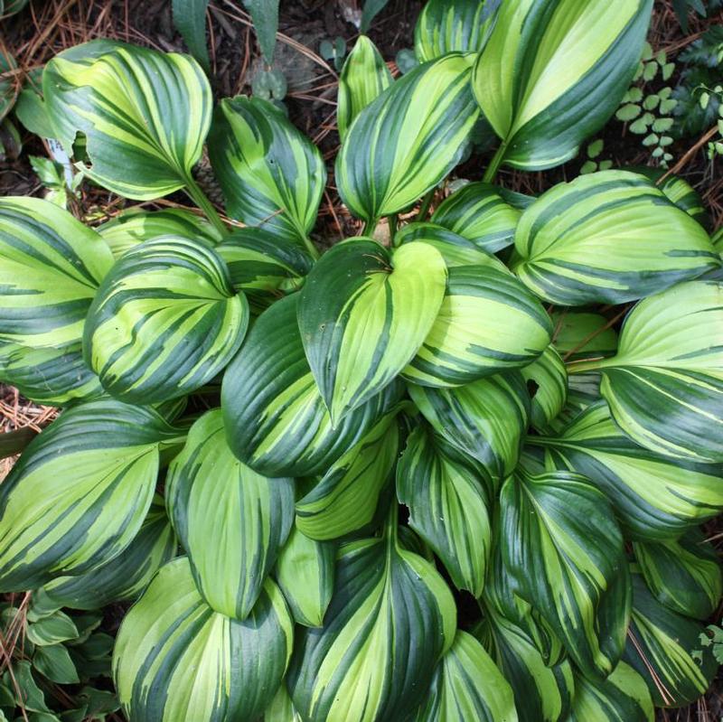 Hosta Rainbow's End