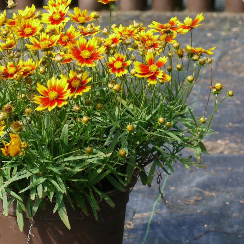 Coreopsis x L'il Bang™ Daybreak