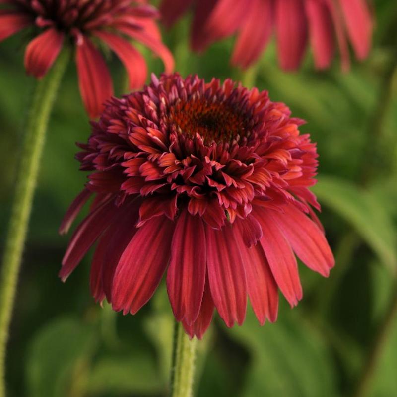 Echinacea x Double Scoop™ Balsceras