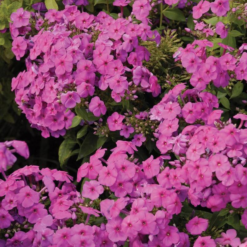 Phlox paniculata Flame™ Bartwelve