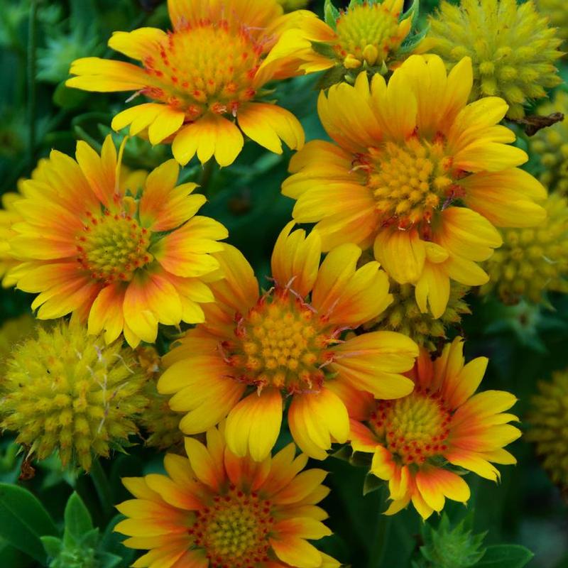 Gaillardia x grandiflora Arizona Arizona Apricot