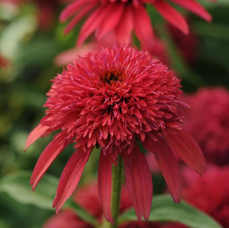 Echinacea x Double Scoop™ Balscanery