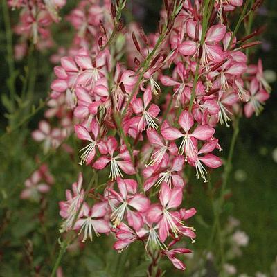 Gaura lindheimeri Harrosy