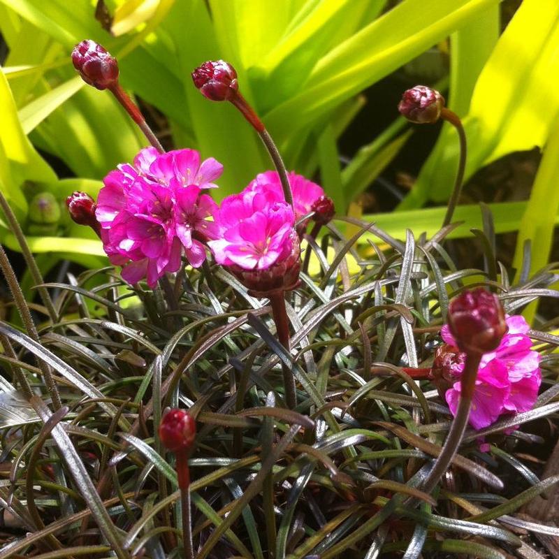 Armeria maritima Rubrifolia