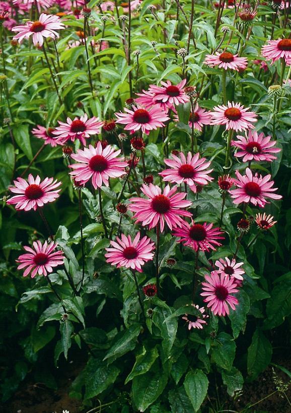 Echinacea purpurea Rubinstern