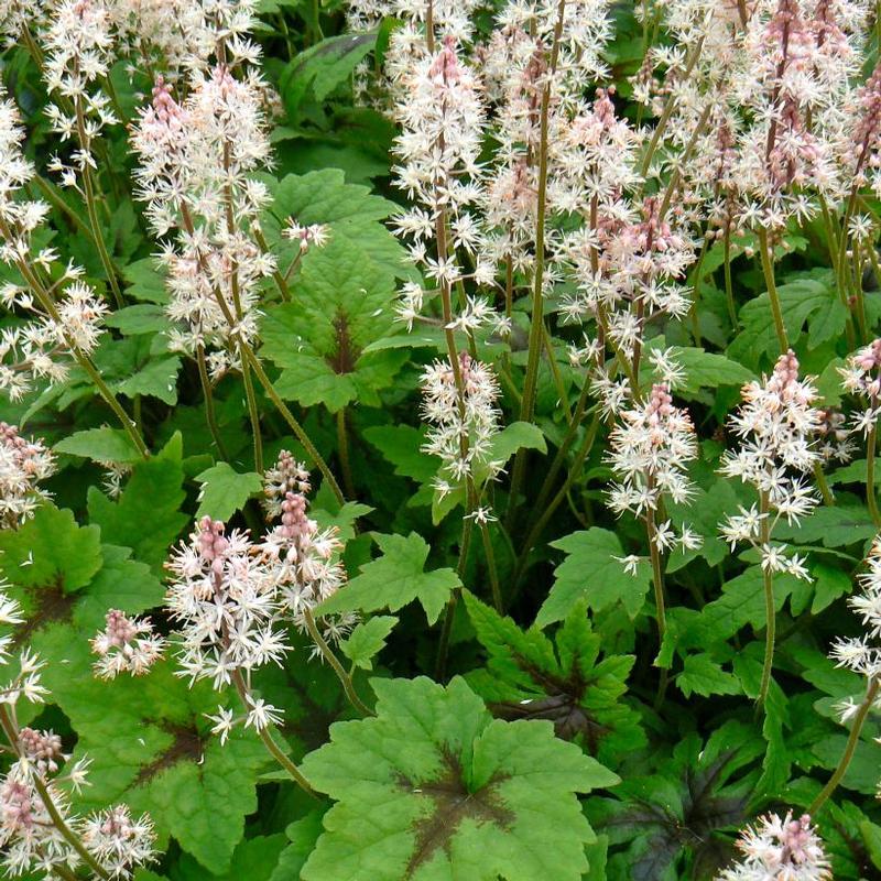 Tiarella x Sugar and Spice