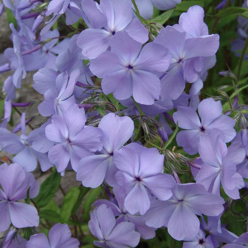 Phlox divaricata Blue Moon