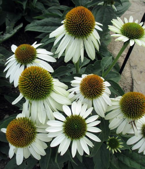 Echinacea x Sombrero® Balsomblanc