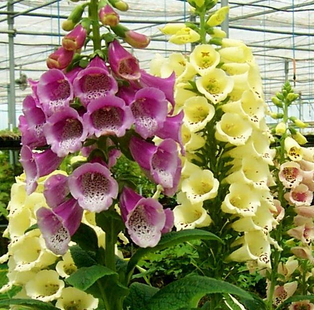 Digitalis purpurea Excelsior Hybrids