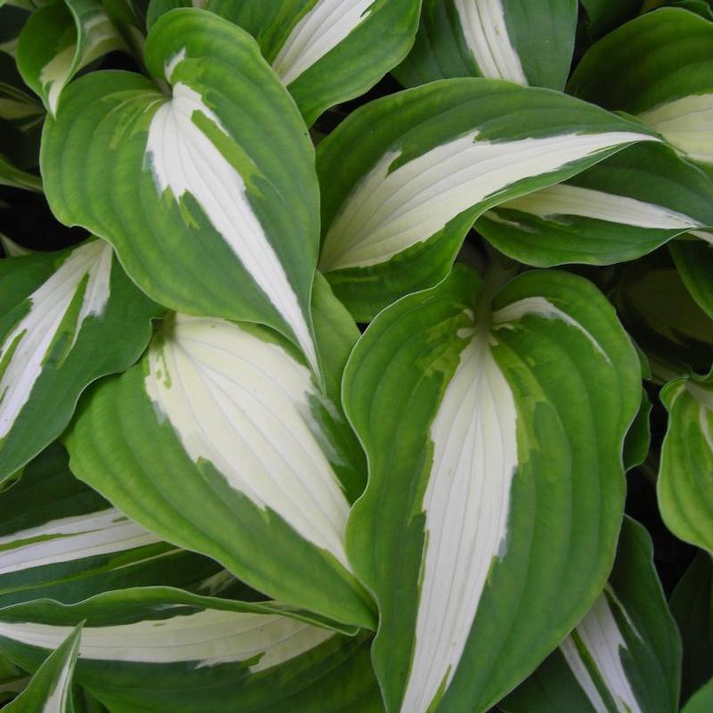 Hosta Night Before Christmas