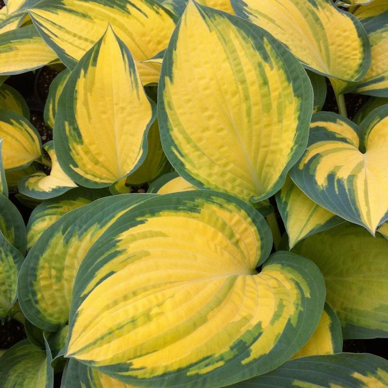 Hosta Orange Marmalade