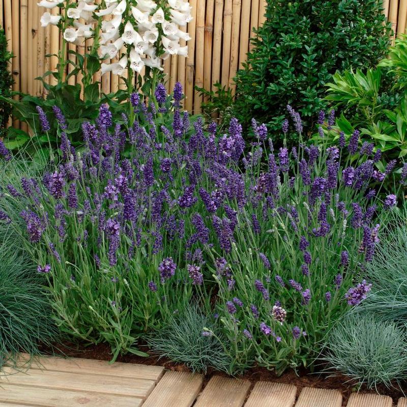 Lavandula angustifolia Ellagance Ellagance Purple