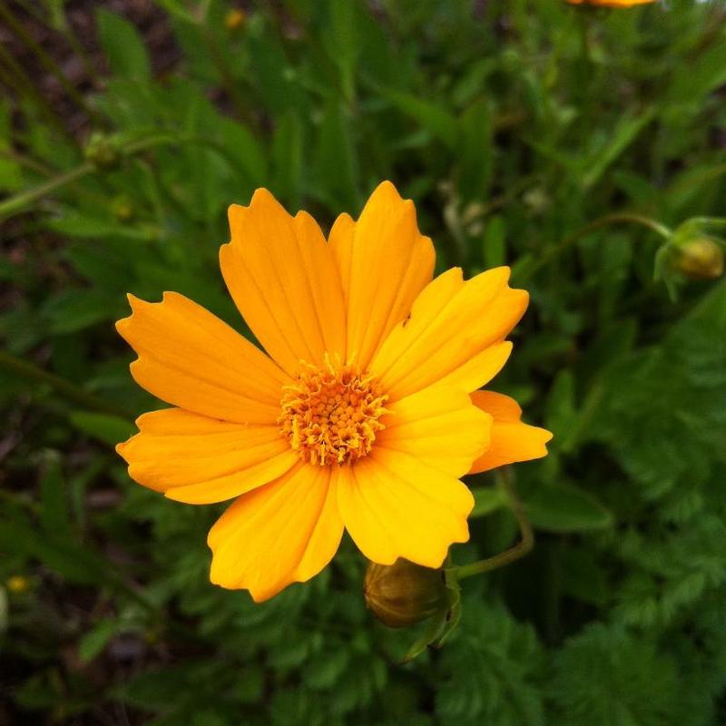 Coreopsis auriculata Nana