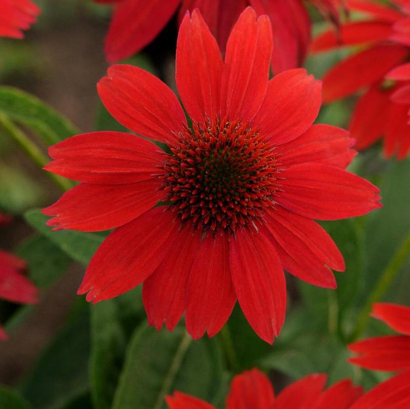 Echinacea x Sombrero® Balsomsed