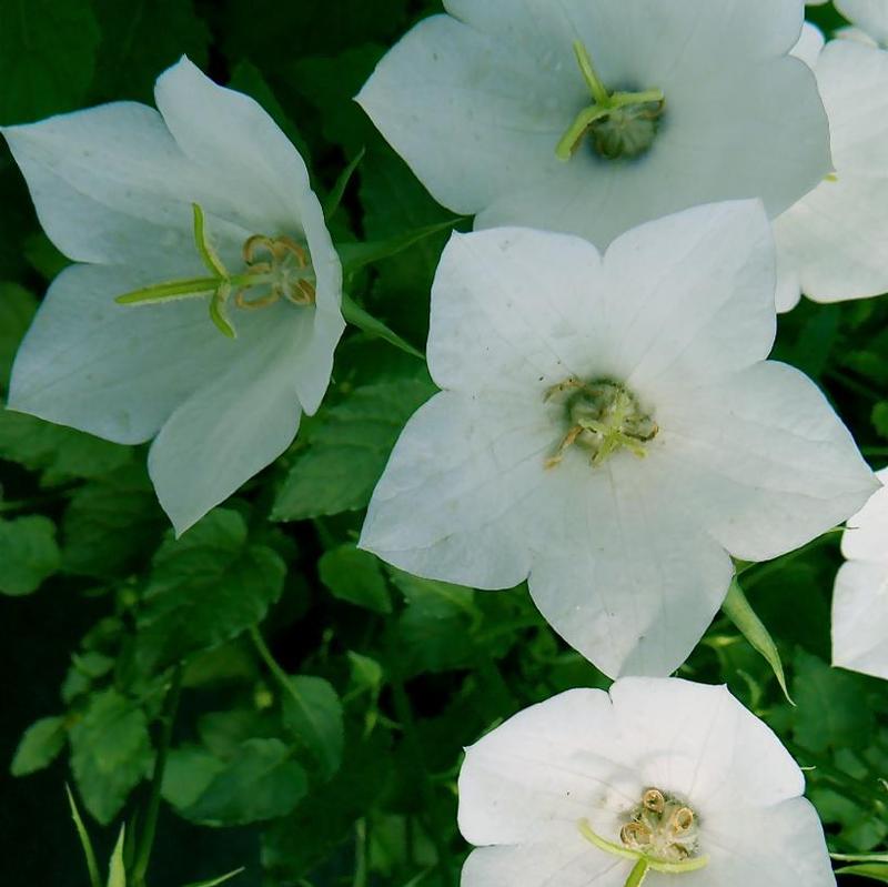 Campanula carpatica White Clips