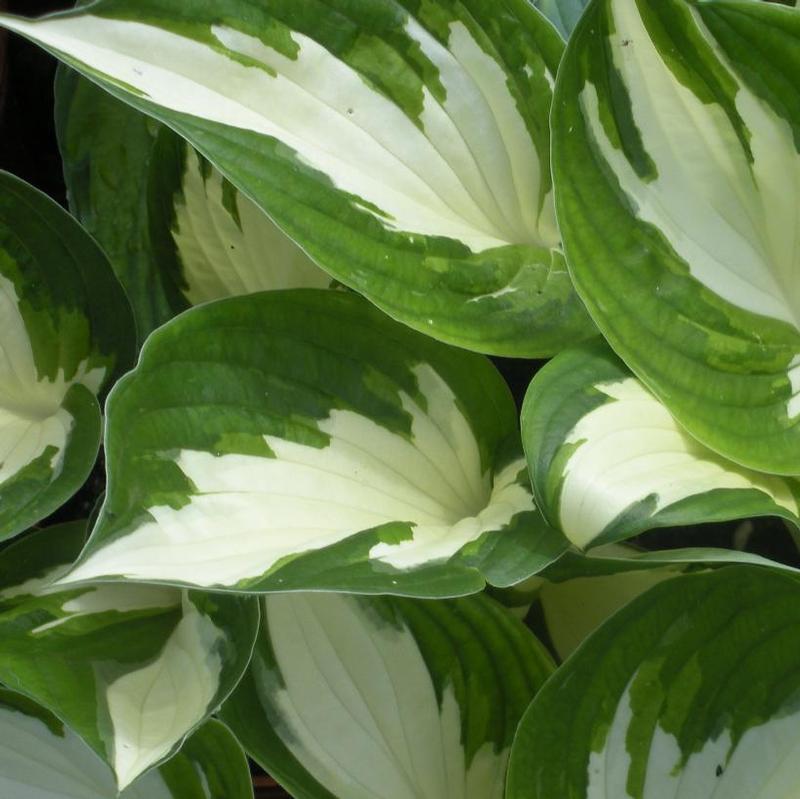 Hosta Loyalist