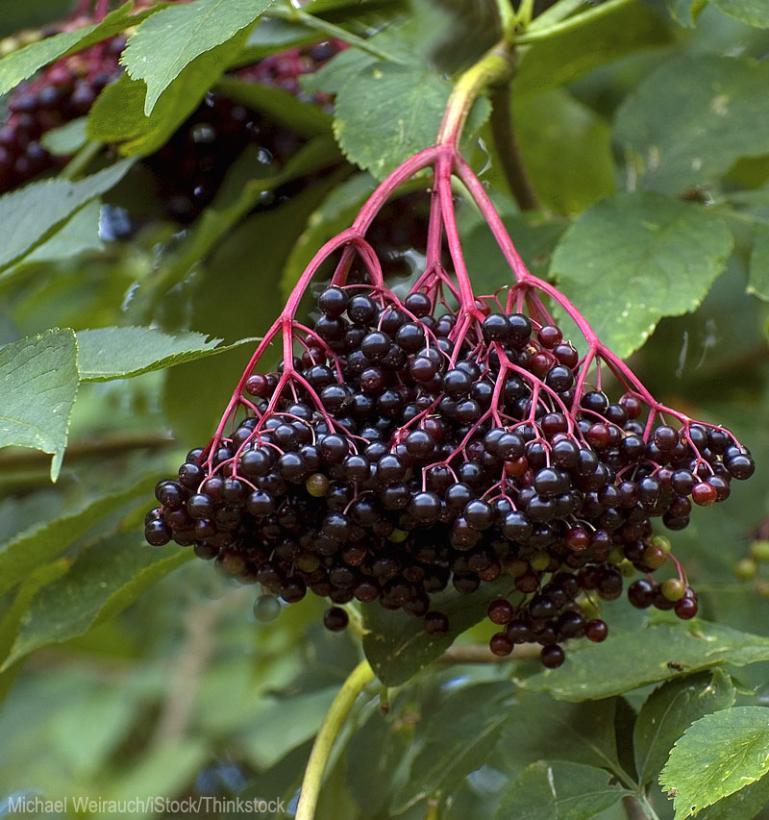 Elderberry Kent